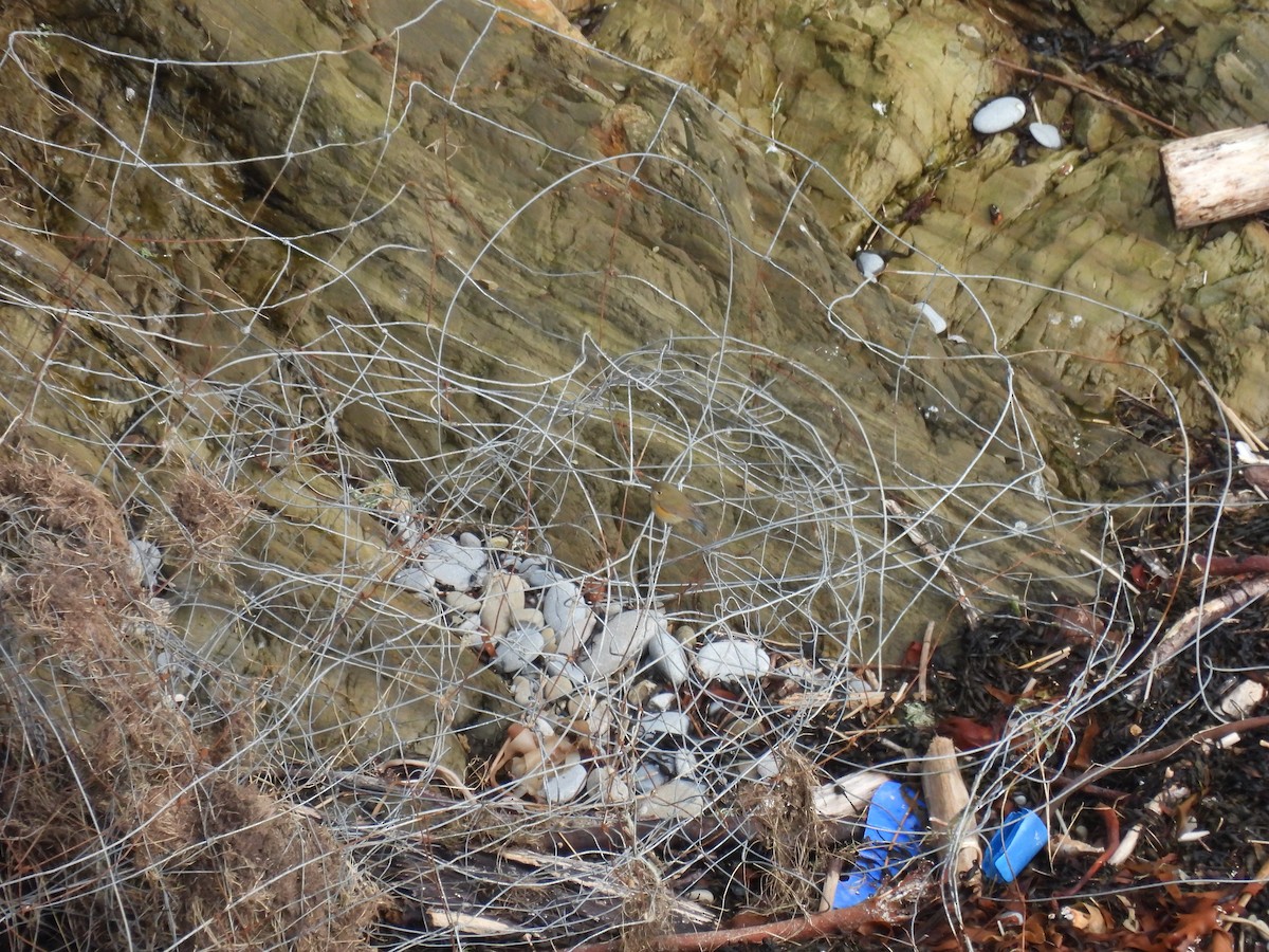Red-flanked Bluetail - Luke Marriner
