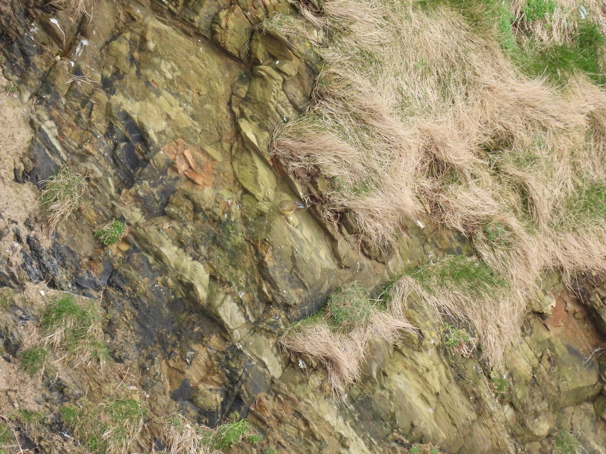 modruška tajgová - ML648941634