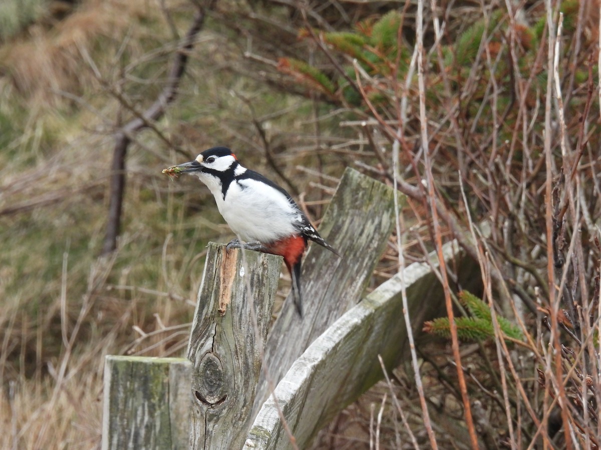 strakapoud velký - ML648941717