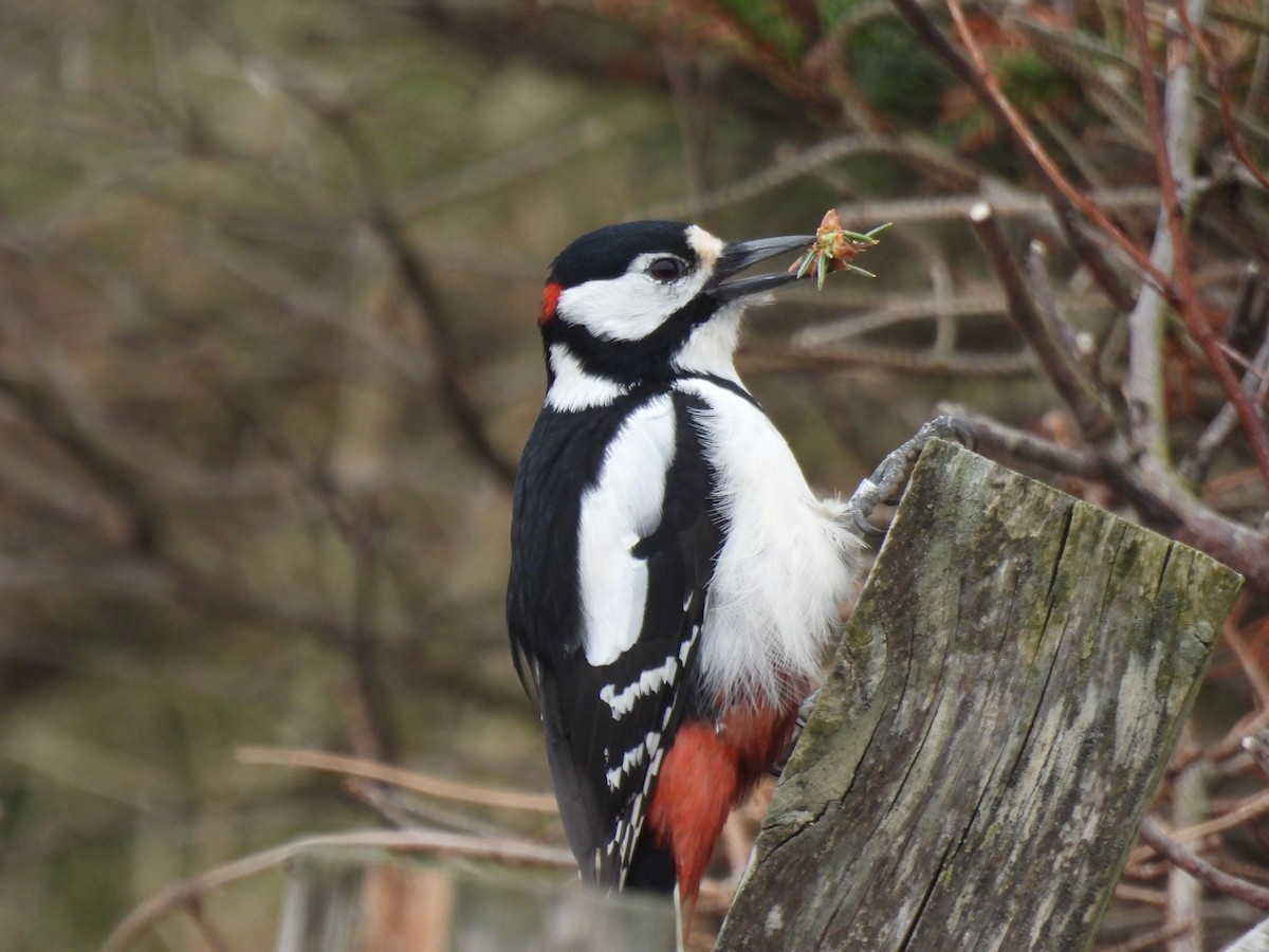 strakapoud velký - ML648941718