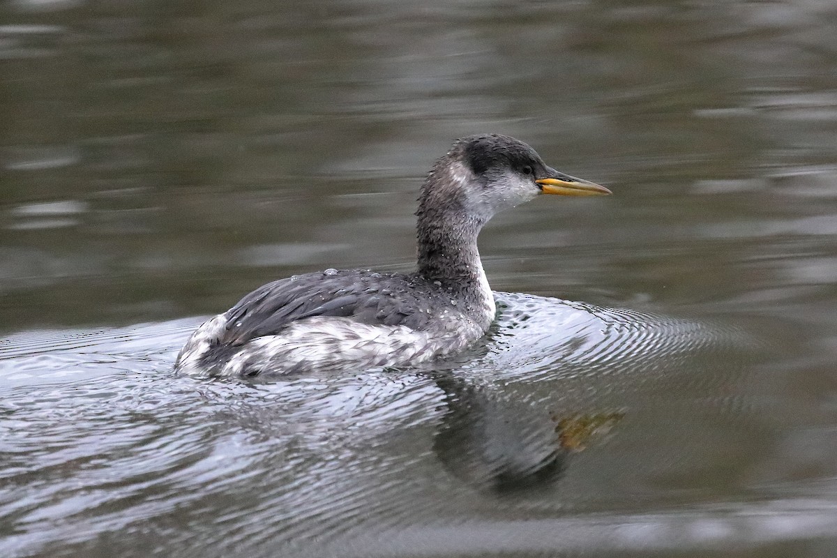 Red-necked Grebe - ML648941939