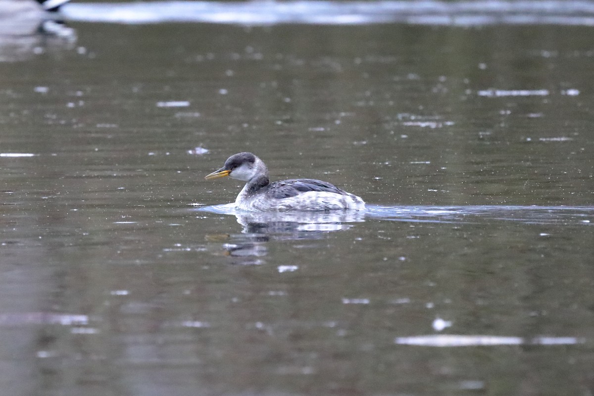 Red-necked Grebe - ML648942021