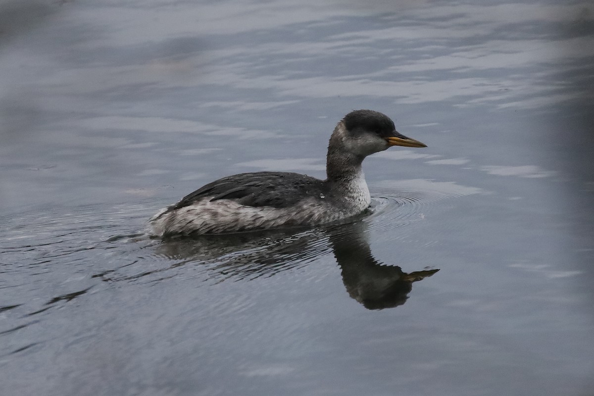 Red-necked Grebe - ML648942022