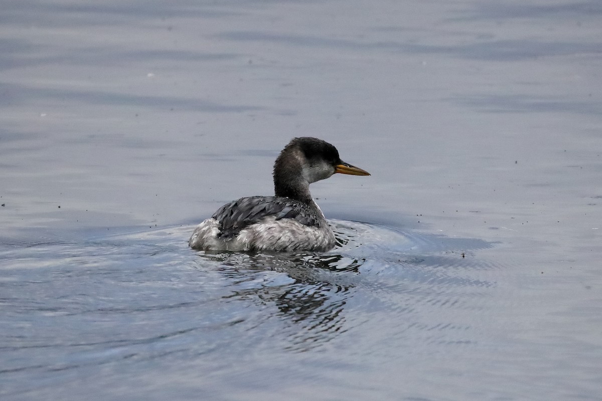 Red-necked Grebe - ML648942023