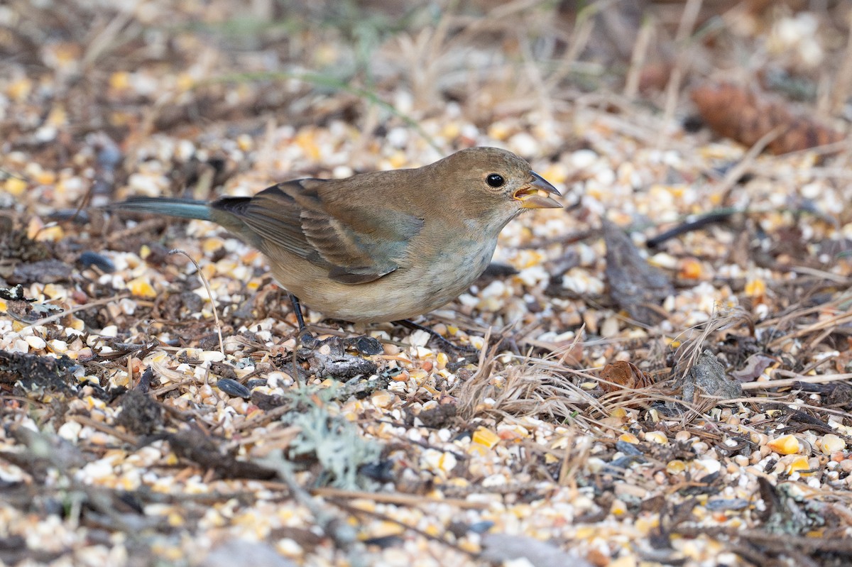 Indigo Bunting - ML648942051