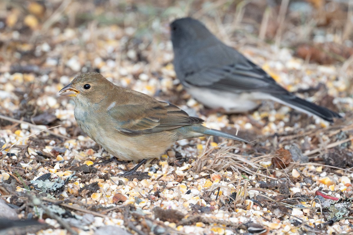 Indigo Bunting - ML648942052