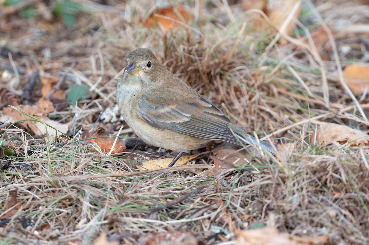 Indigo Bunting - ML648942053