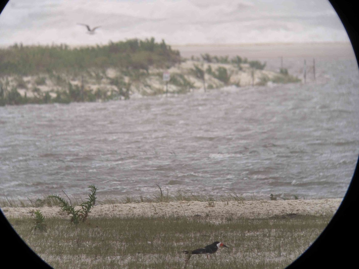 Водоріз американський - ML64894231