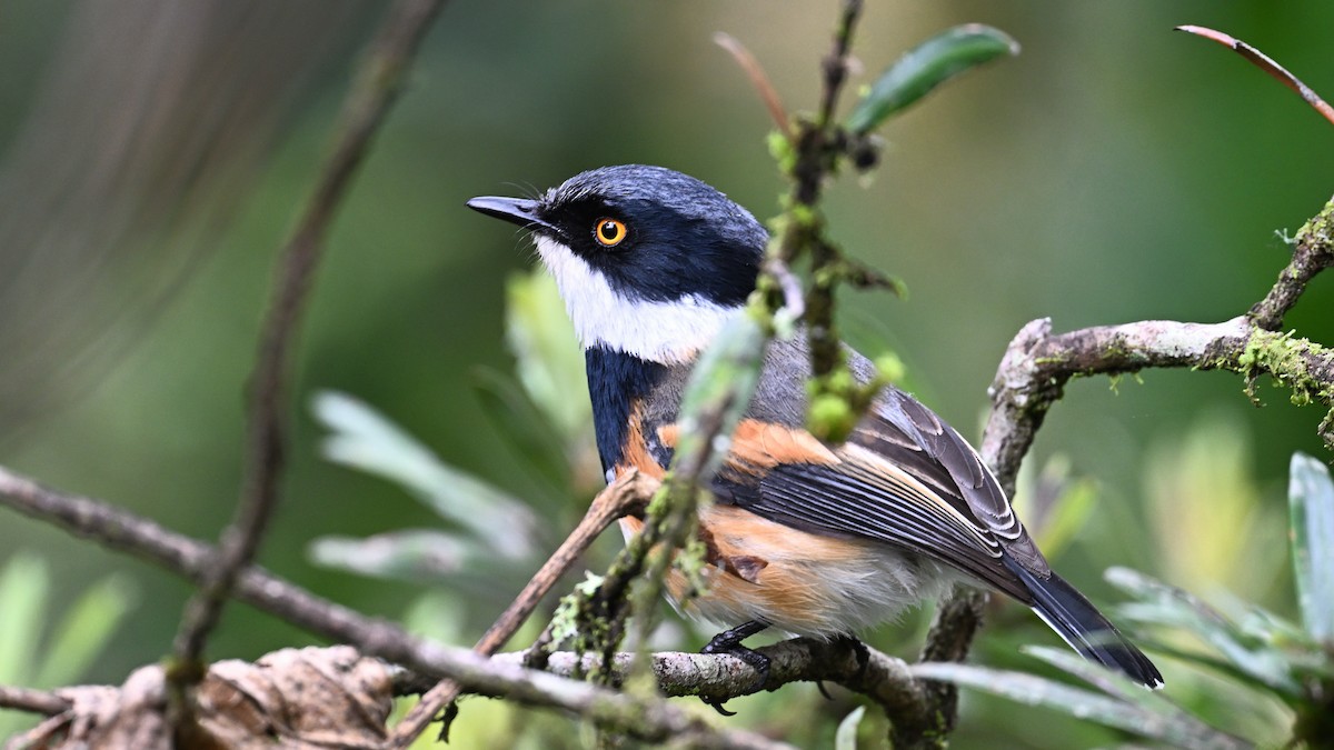 Cape Batis - ML648942434