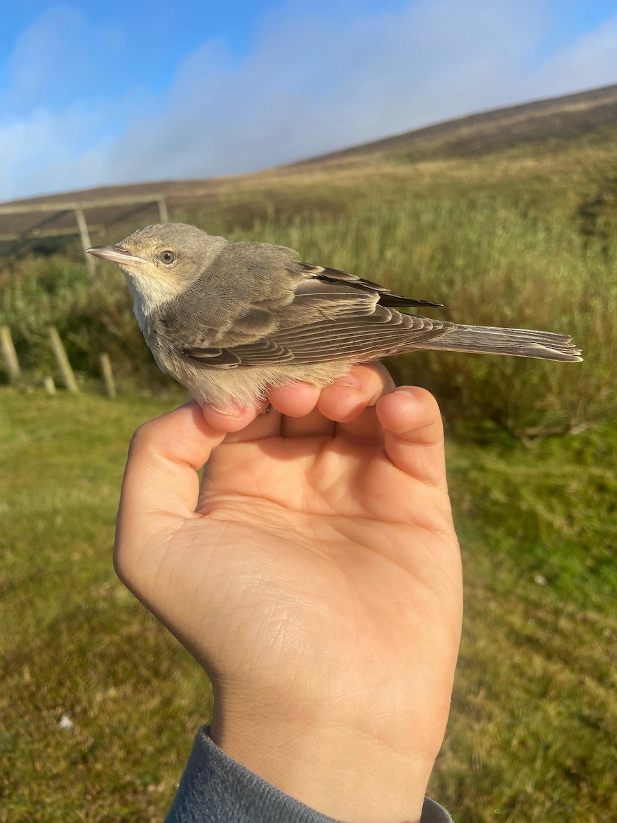 pěnice vlašská - ML648942561