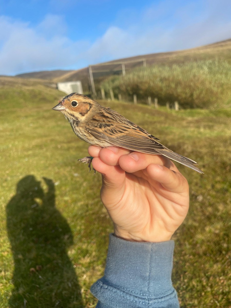 strnad malinký - ML648942567