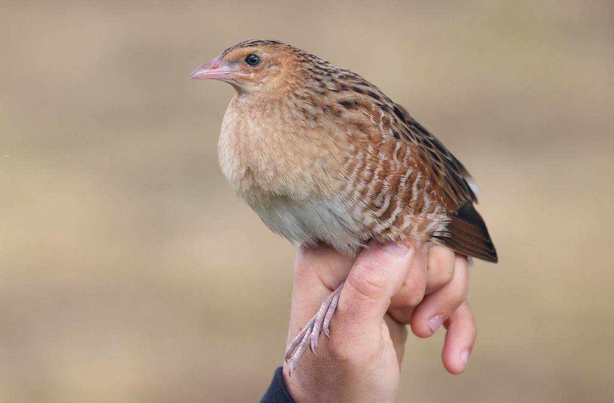 chřástal polní - ML648942586