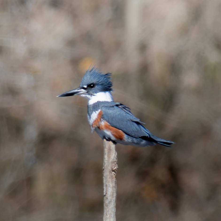 Martin handi iparramerikarra - ML648942714