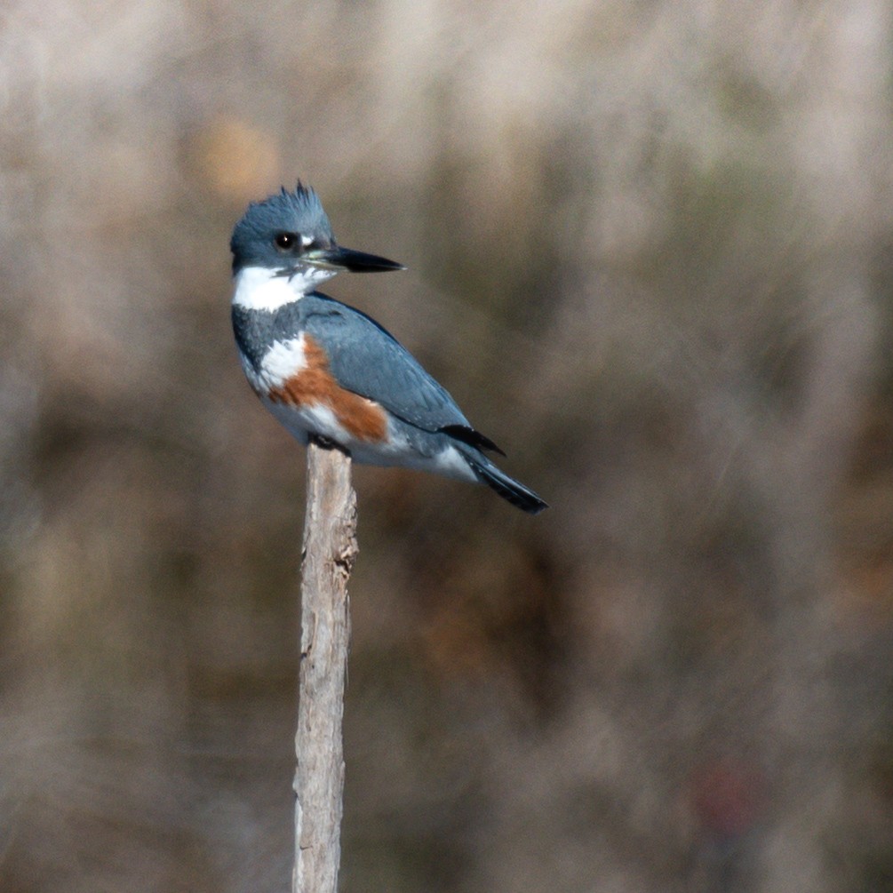 Martin handi iparramerikarra - ML648942715