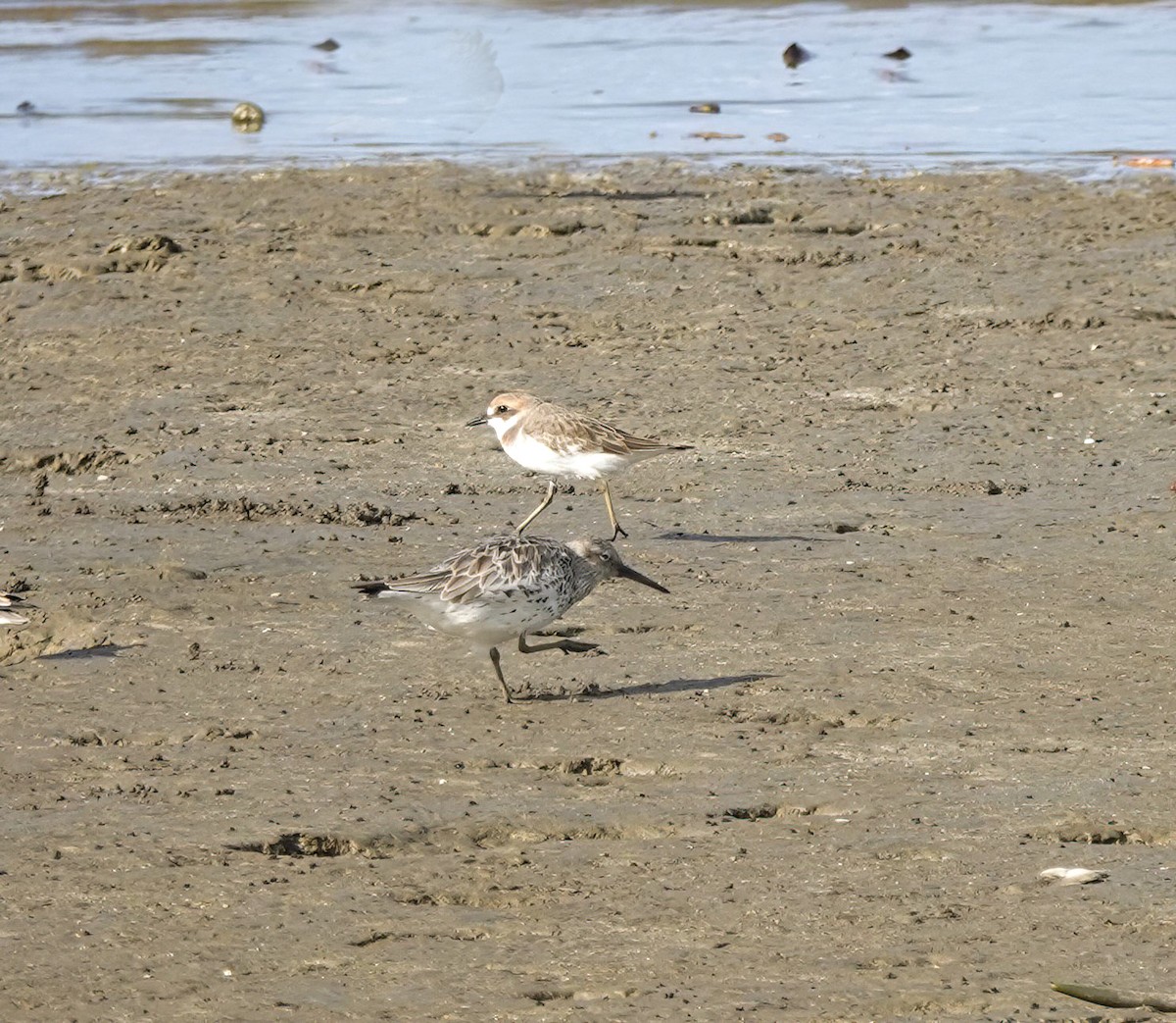 アカエリシロチドリ - ML648942719