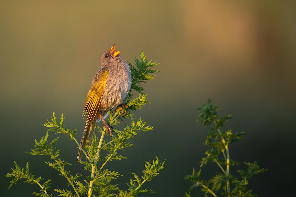 Пампасник великий - ML648943153