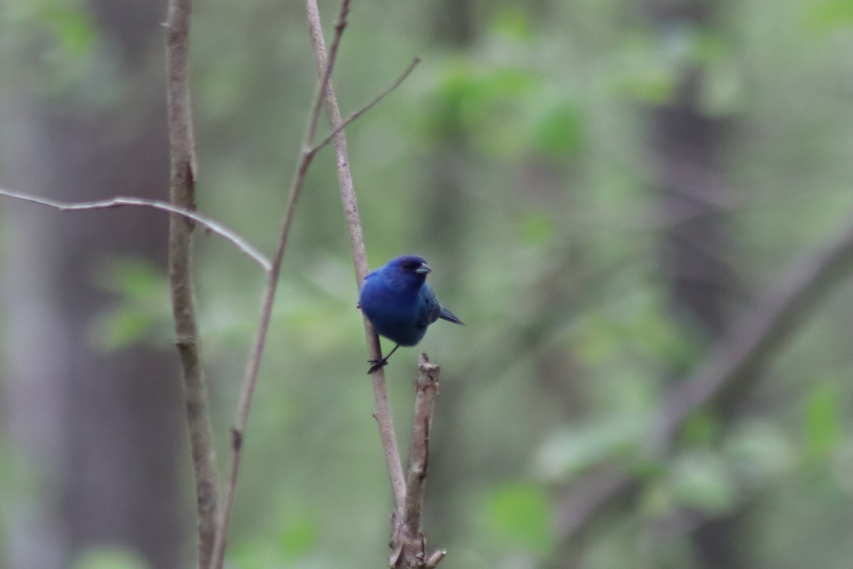 Indigo Bunting - ML648943290