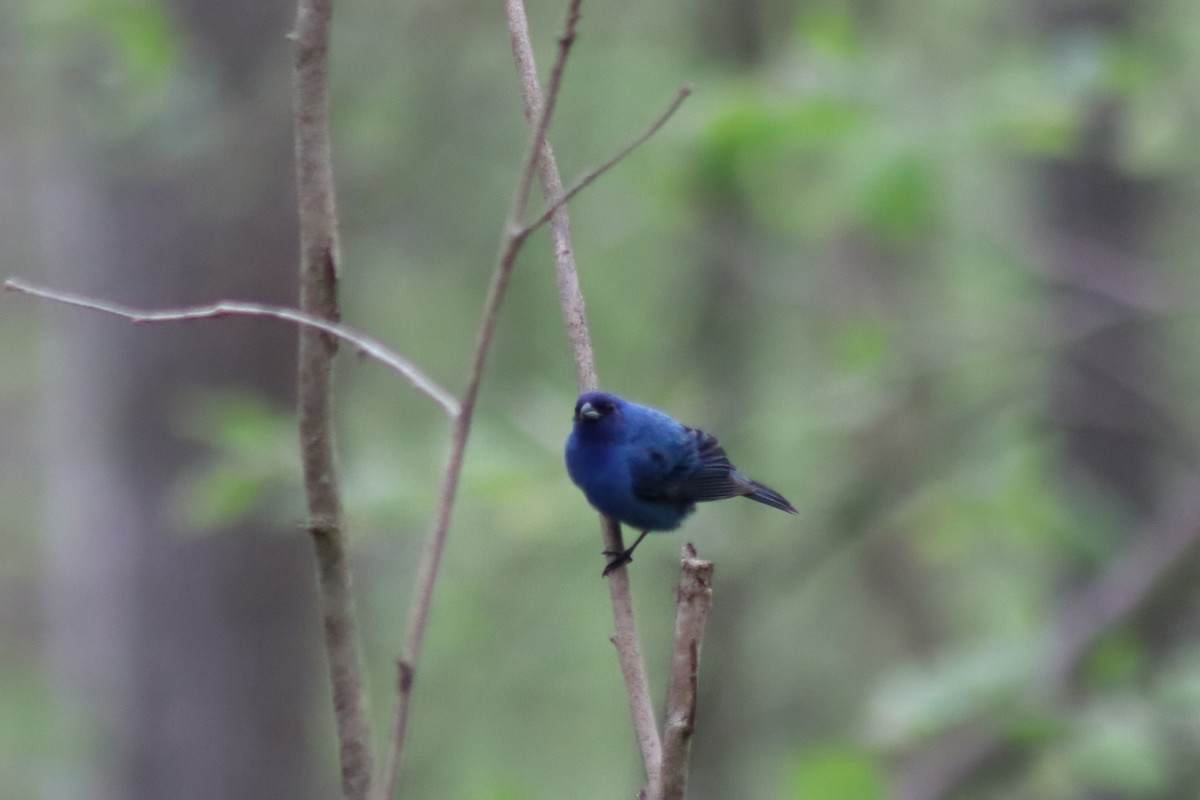 Indigo Bunting - ML648943291