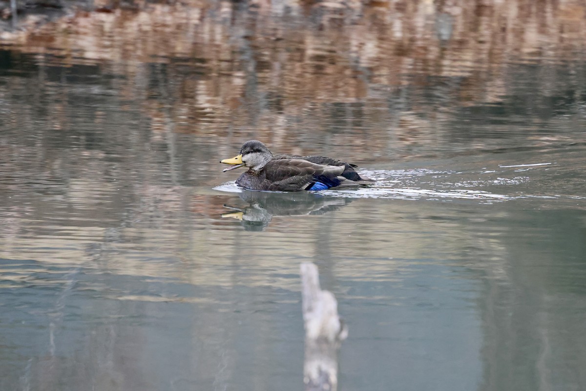 American Black Duck - ML648943312