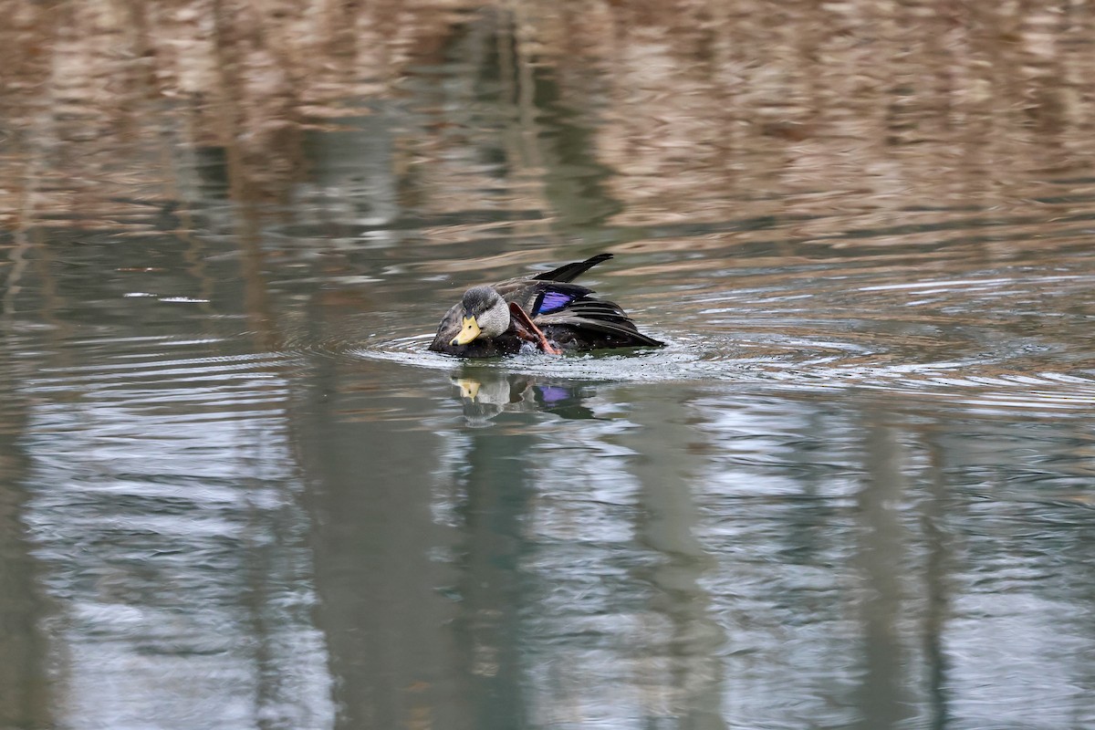 American Black Duck - ML648943313