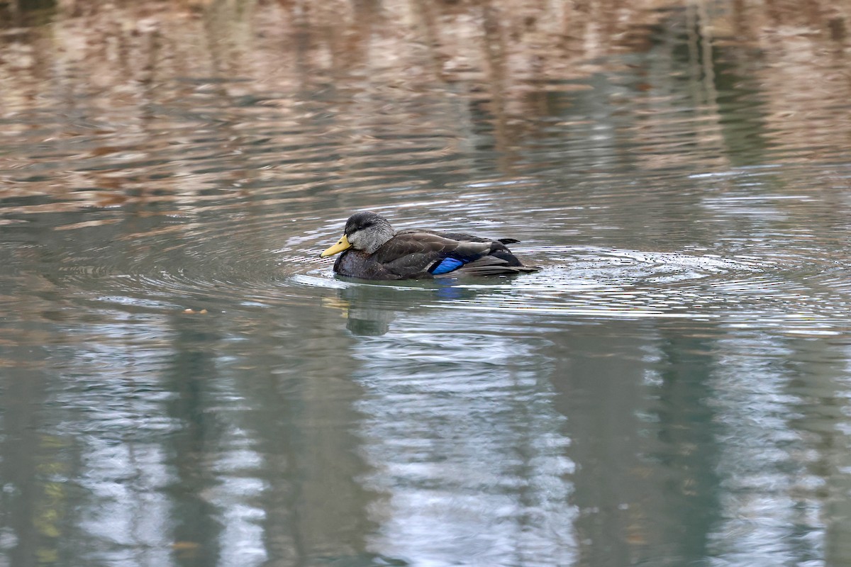 American Black Duck - ML648943314
