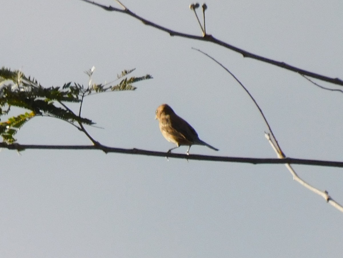 Indigo Bunting - ML648943357