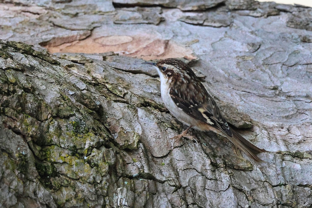 Brown Creeper - ML648943567