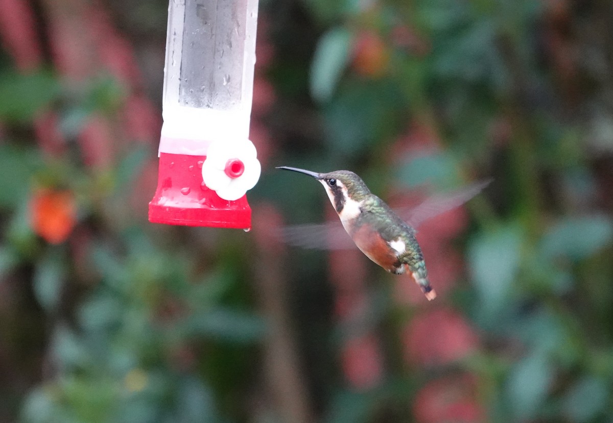 kalypta ostroocasá - ML648943653