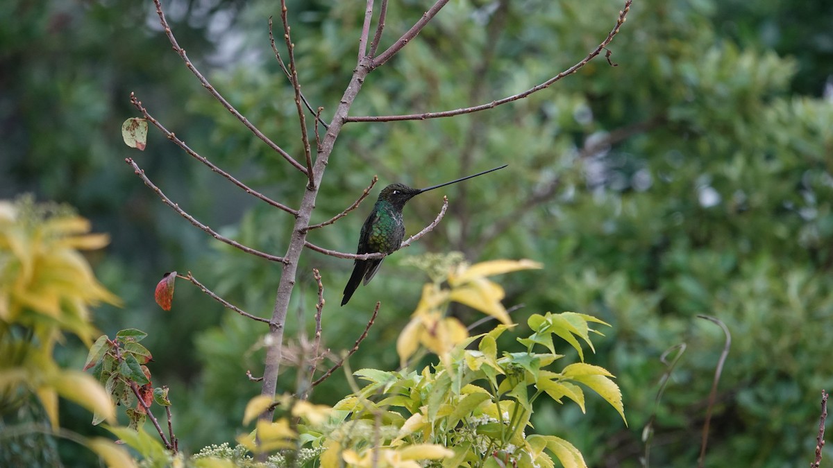 kolibřík mečozobec - ML648943788