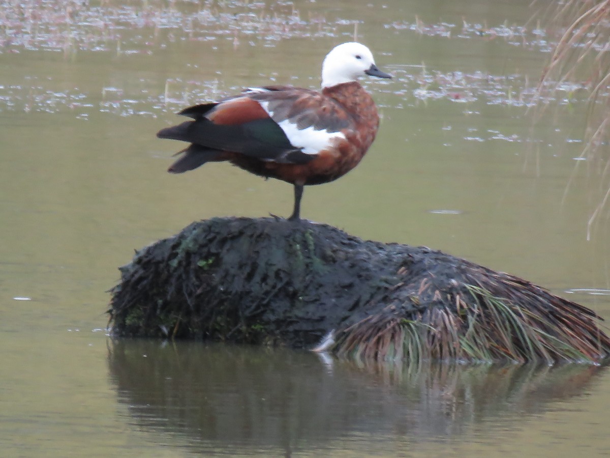 Paradise Shelduck - ML648943822