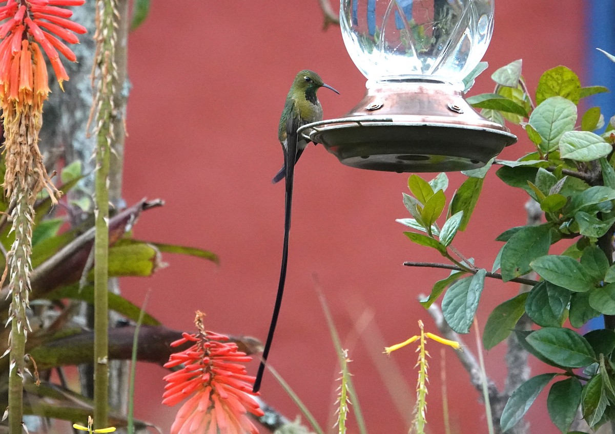 sylfa Viktoriina - ML648943849