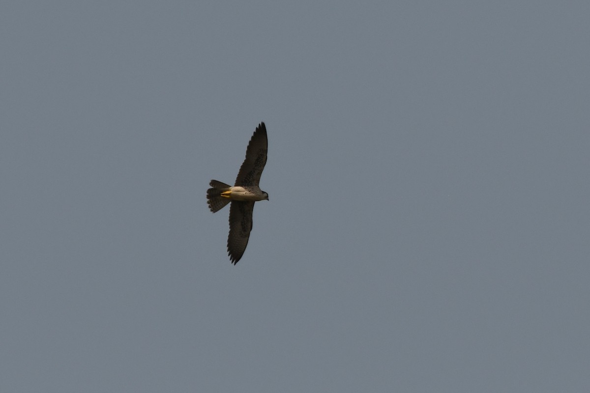 Lanner Falcon - ML648943905