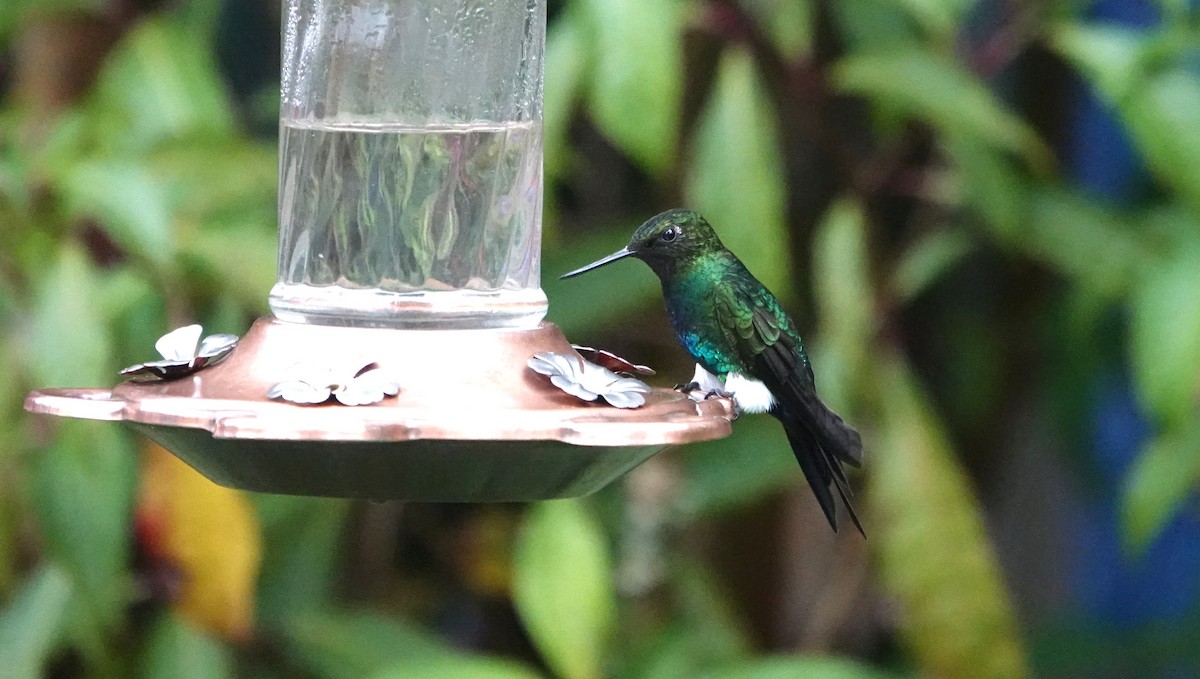 papučka žhnoucí - ML648944014