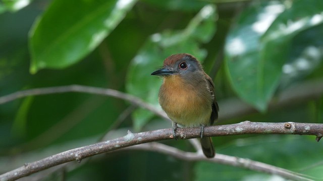 Gray-cheeked Nunlet - ML648944030