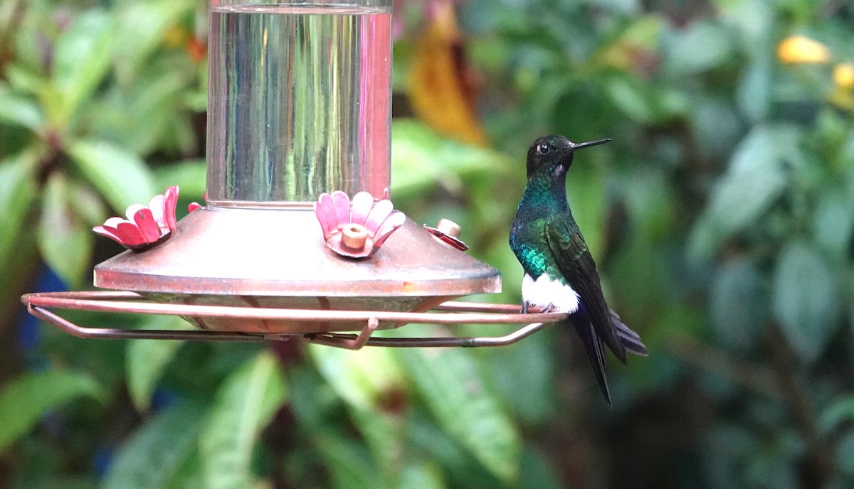 papučka žhnoucí - ML648944055