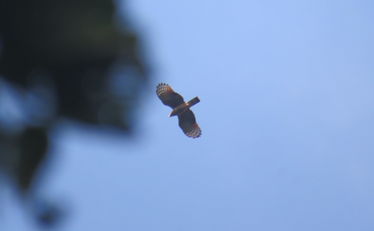 Hook-billed Kite - ML648944065