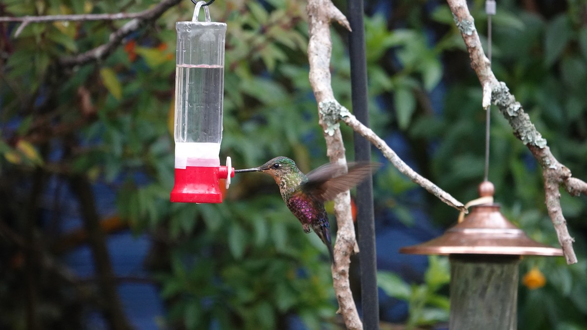 inka modrohrdlý - ML648944232