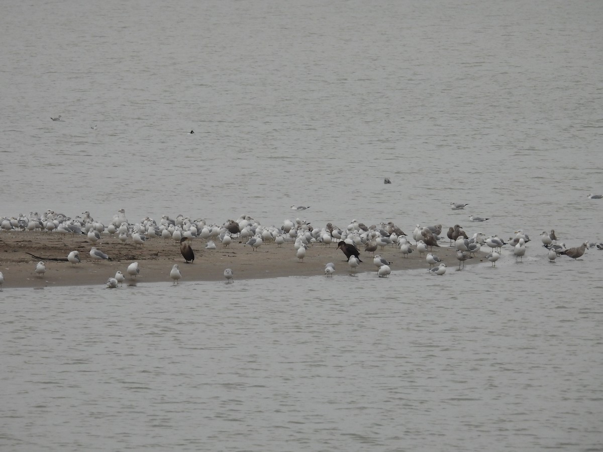 Double-crested Cormorant - Gary Bletsch