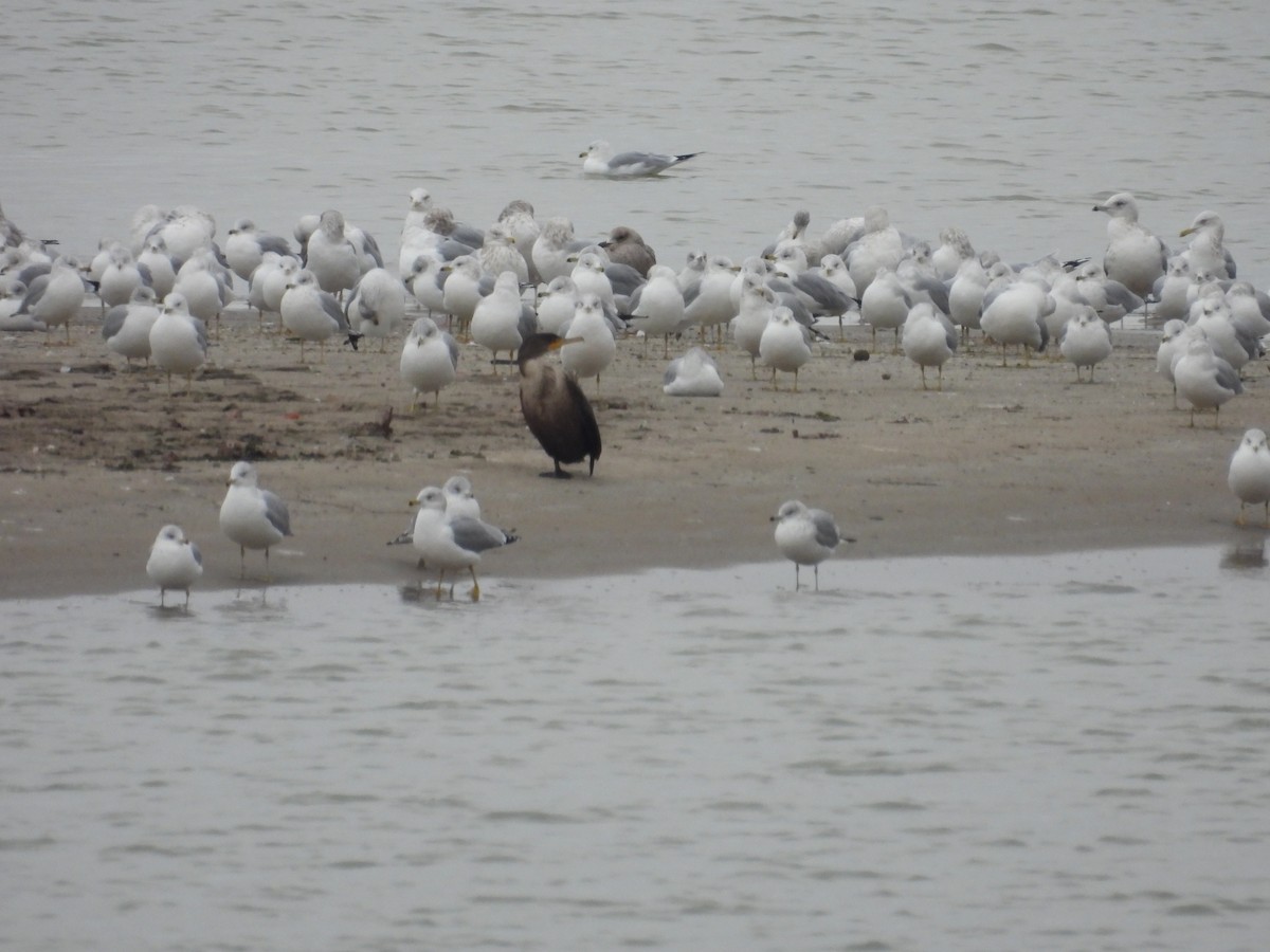 Cormoran à aigrettes - ML648944289
