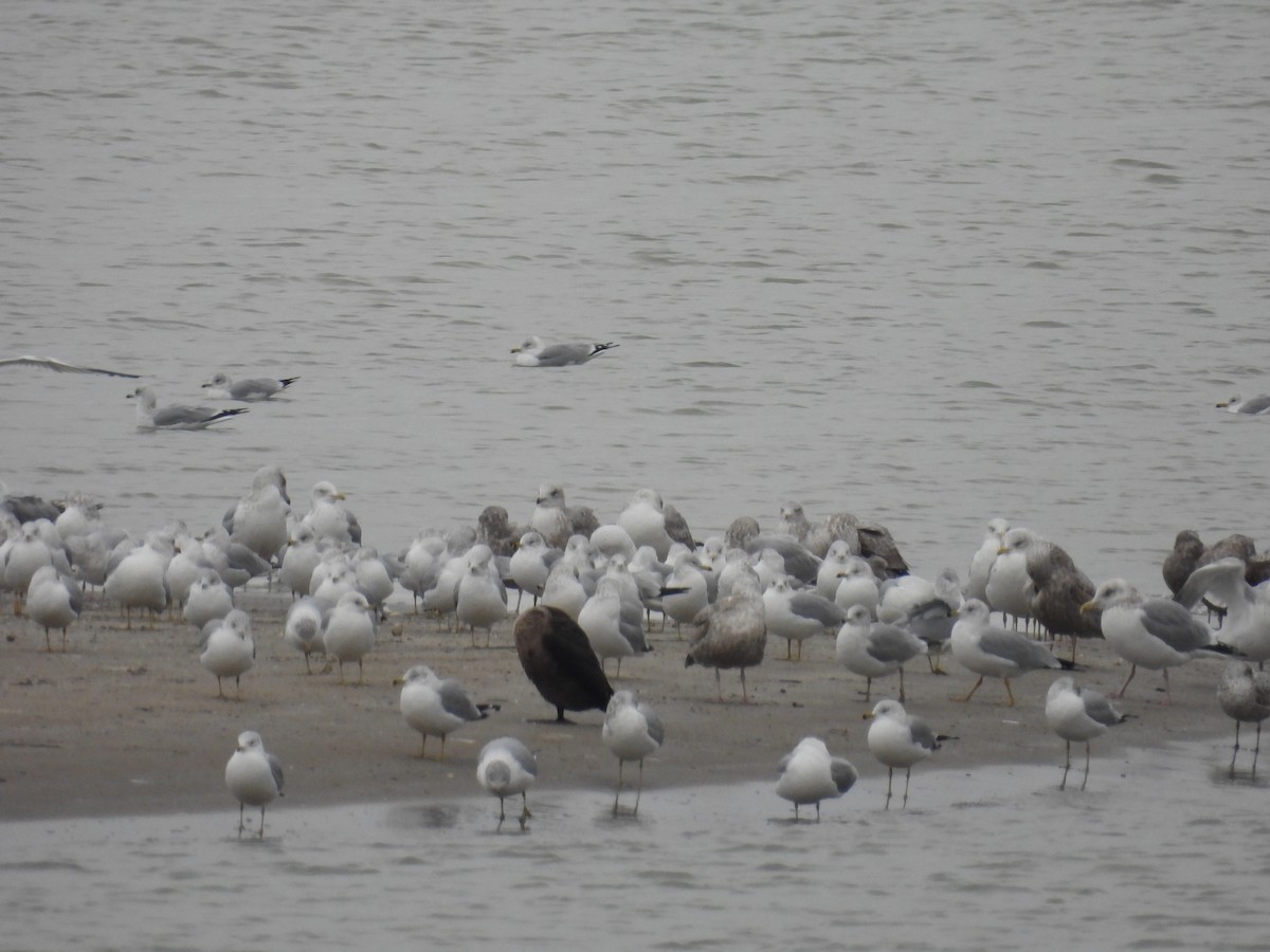 Cormoran à aigrettes - ML648944291