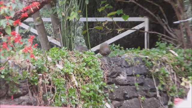 Streaked Laughingthrush - ML648944300