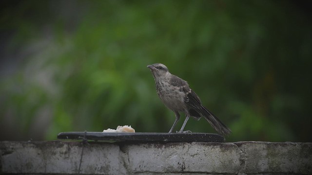 Chalk-browed Mockingbird - ML648944302