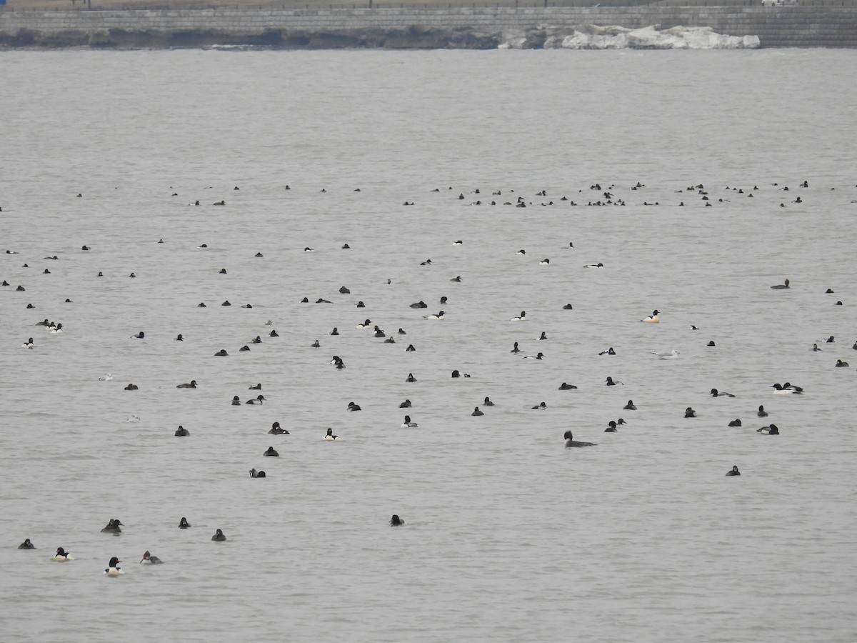 Fuligule milouinan - ML648944307