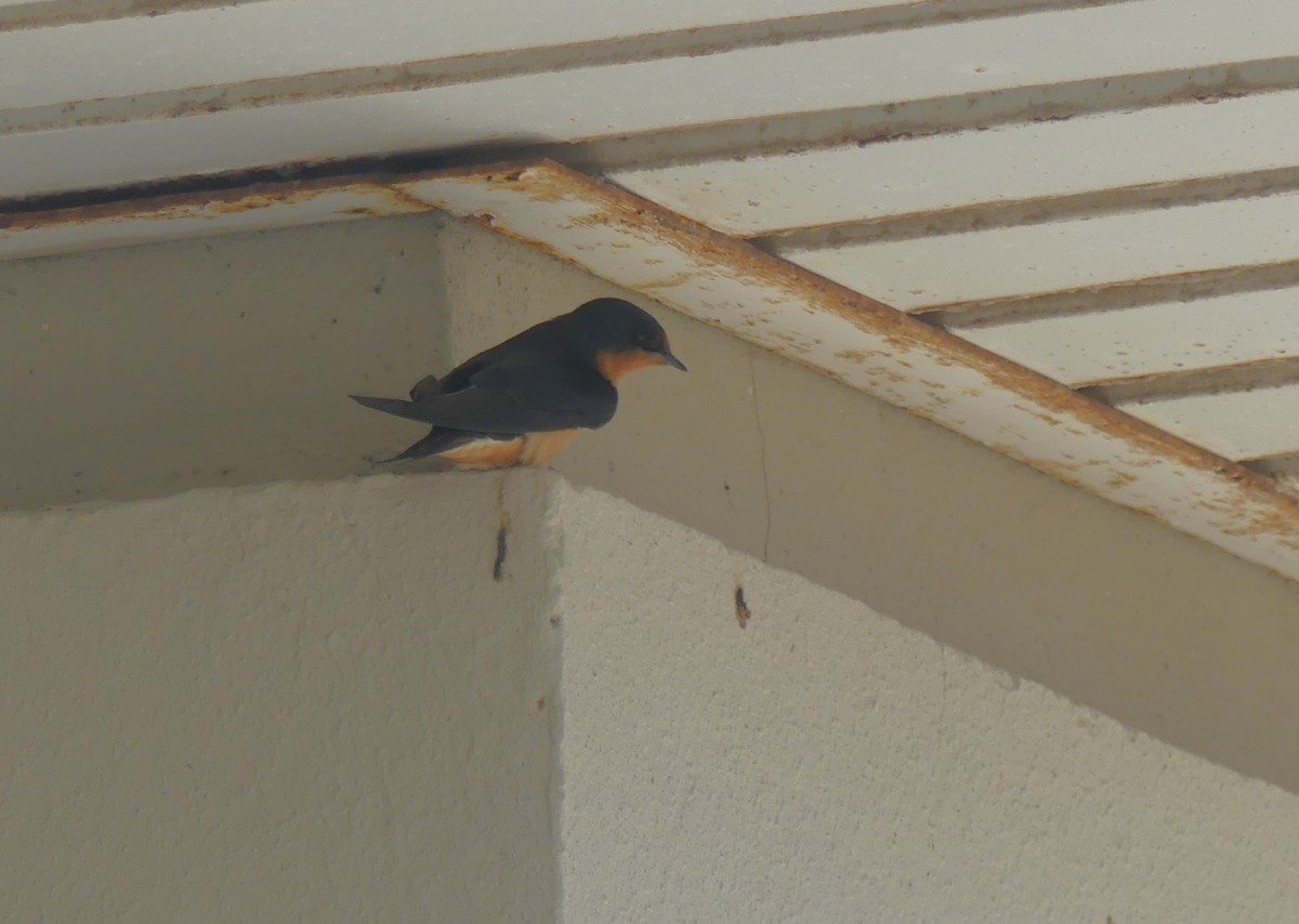 סנונית רפתות - ML648944369