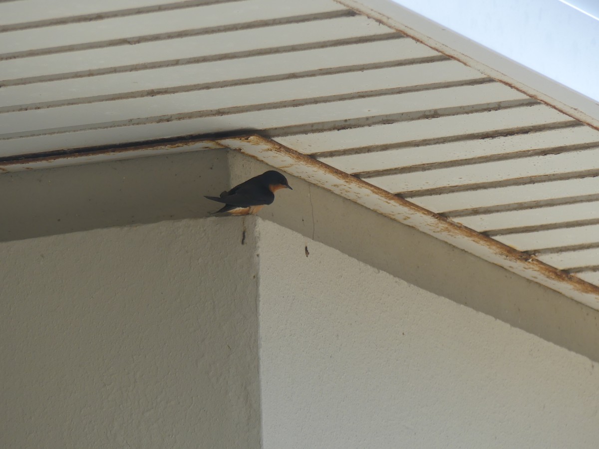 סנונית רפתות - ML648944370