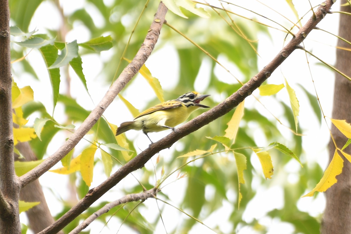 キビタイヒメゴシキドリ - ML648944518