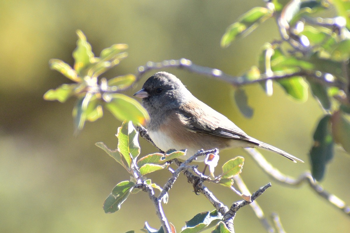 Dark-eyed Junco (Oregon) - ML648944614