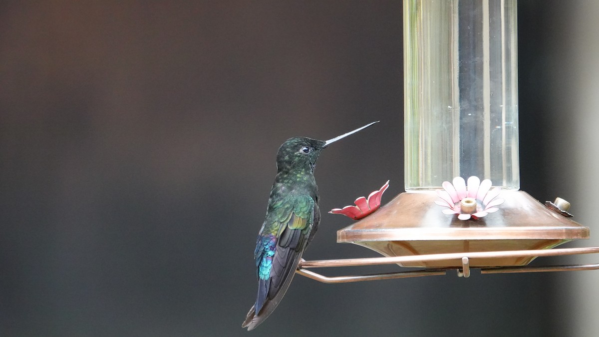 inka modrohrdlý - ML648944707