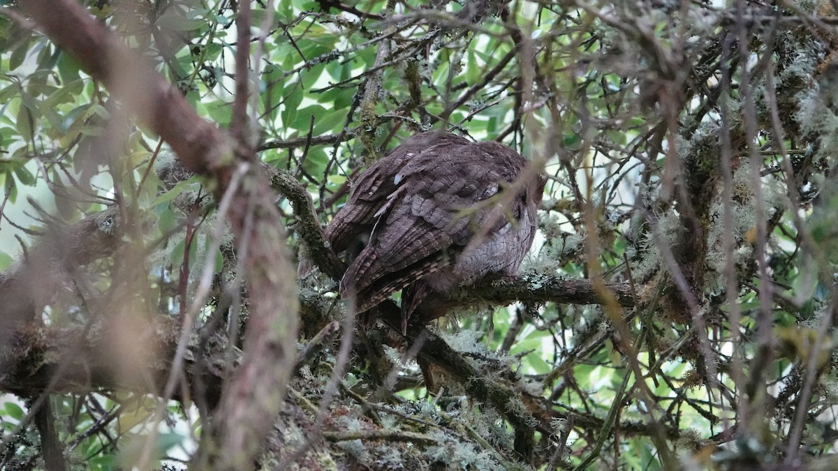 výreček neotropický - ML648944728