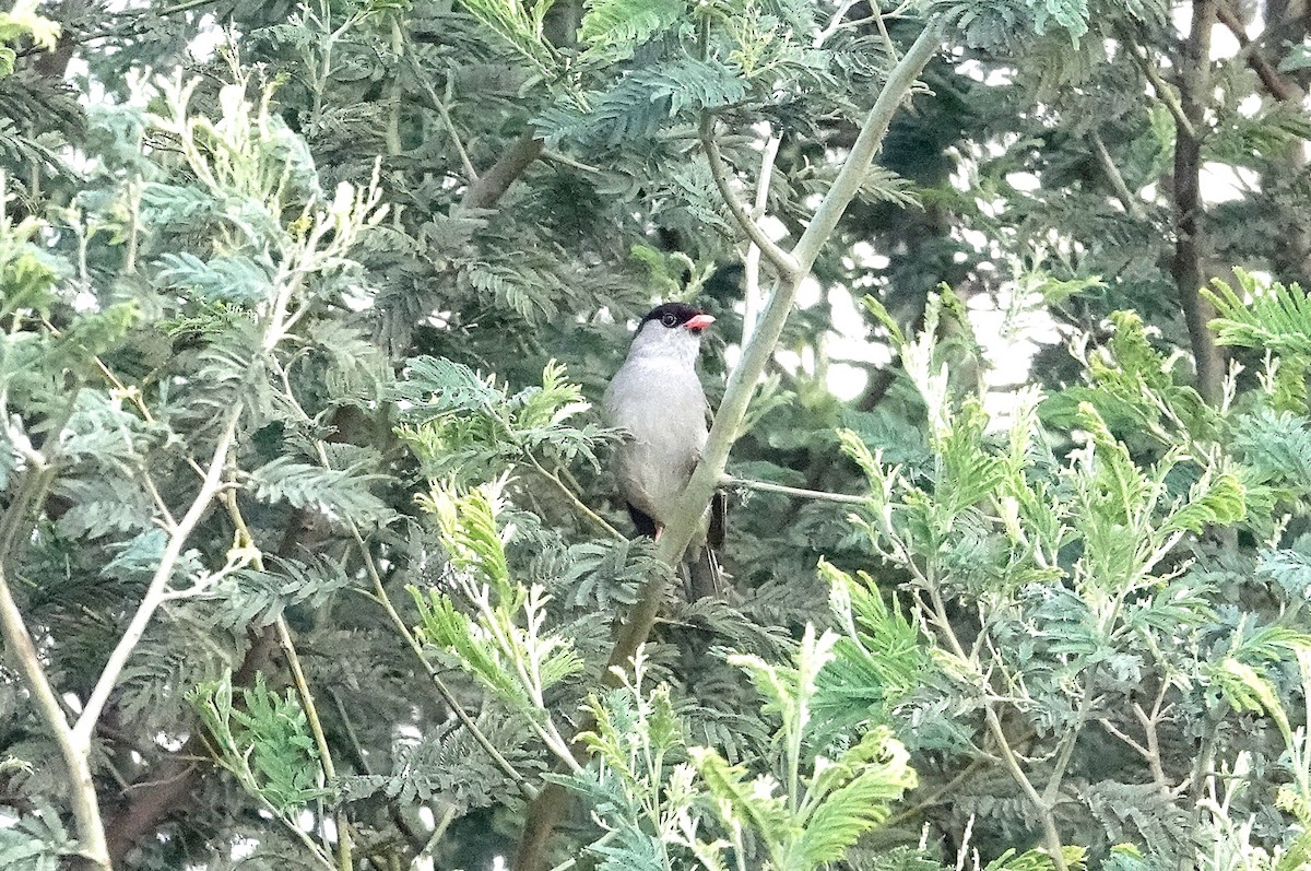 Bush Blackcap - ML648944772